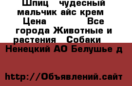 Шпиц - чудесный мальчик айс-крем › Цена ­ 20 000 - Все города Животные и растения » Собаки   . Ненецкий АО,Белушье д.